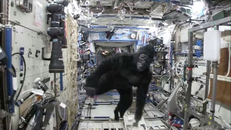 Astronaut Scott Kelly in a gorilla suit, courtesy of his brother Mark. Image: Scott Kelly