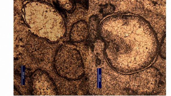Impact spherules formed from material vaporized by an asteroid impact. Image: A. Glikson/Australian National University