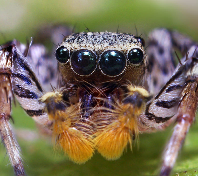 The face of a jumping spider