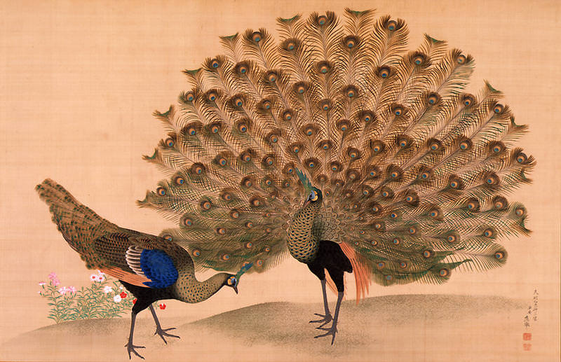 peahen and peacock