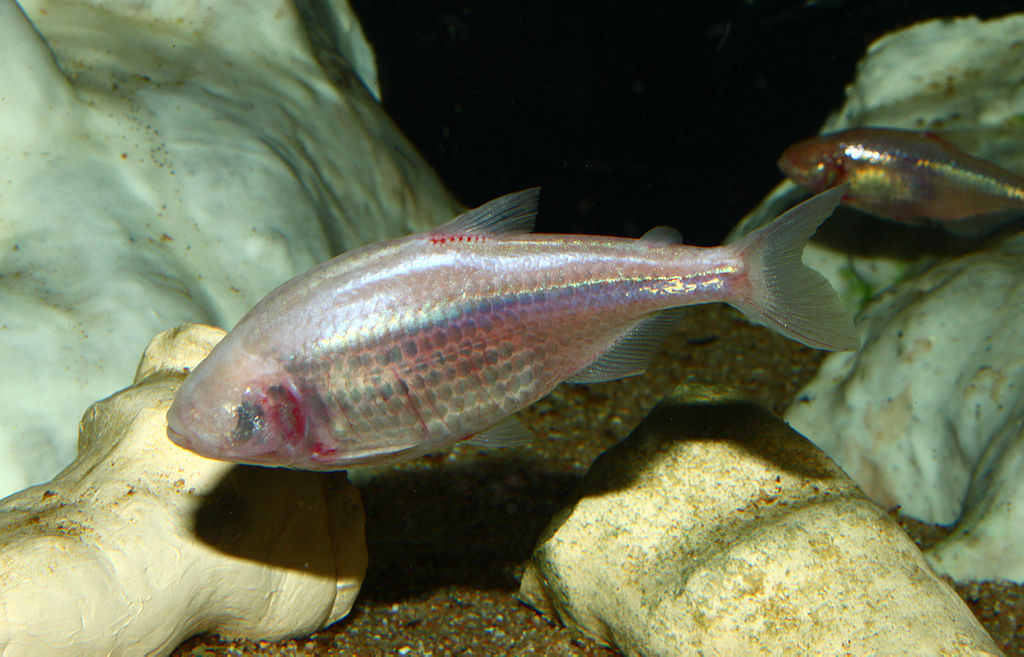 Mexican blind cavefish