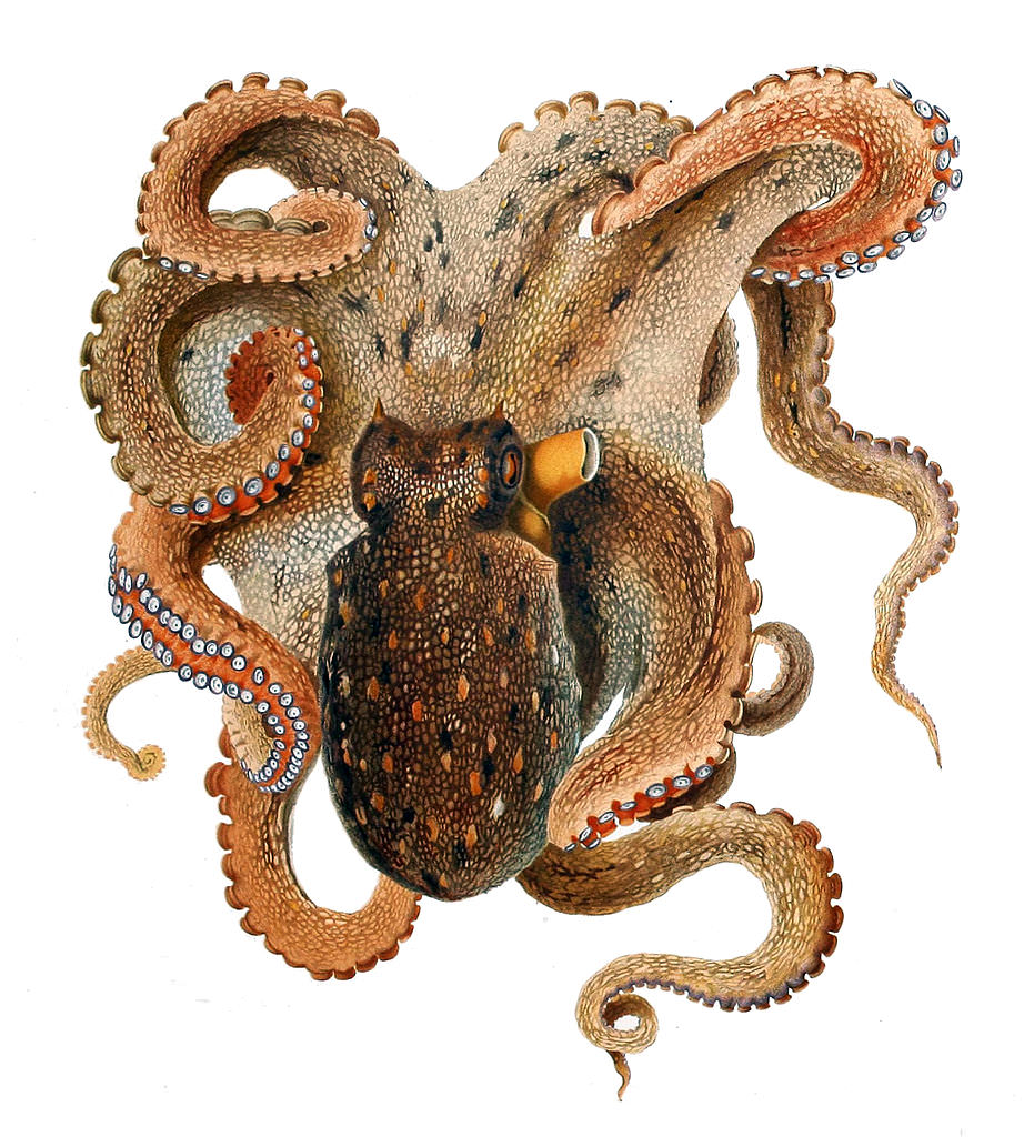 the common octopus