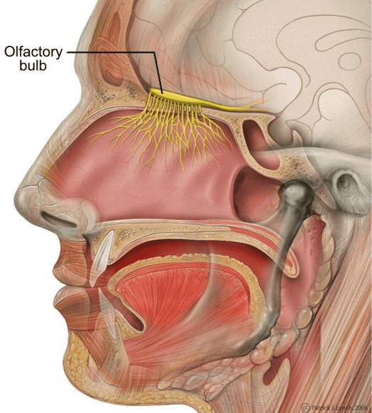The olfactory nerve has a powerful connection to areas of the brain involved in arousal and attention. Can this connection be exploited to help Martian colonists? Image: Patrick J. Lynch CC BY 2.5