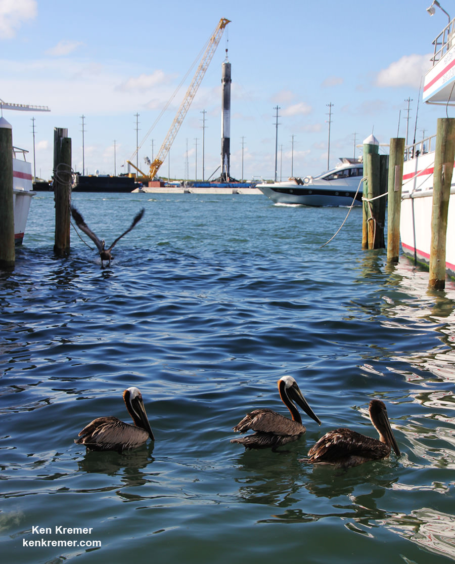 4 natural made pelicans and a manmade SpaceX Falcon 9 with 4 landing legs at Port Canaveral, FL on June 2, 2016.  Credit: Ken Kremer/kenkremer.com