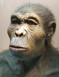 Reconstruction of Homo habilis at the Westfälisches Museum für Archäologie. Credit: Lillyundfreya / Wikipedia