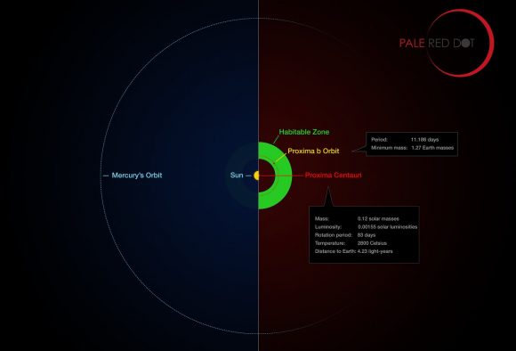 This infographic compares the orbit of the planet around Proxima Centauri (Proxima b) with the same region of the Solar System. Proxima Centauri is smaller and cooler than the Sun and the planet orbits much closer to its star than Mercury. As a result it lies well within the habitable zone, where liquid water can exist on the planet’s surface.