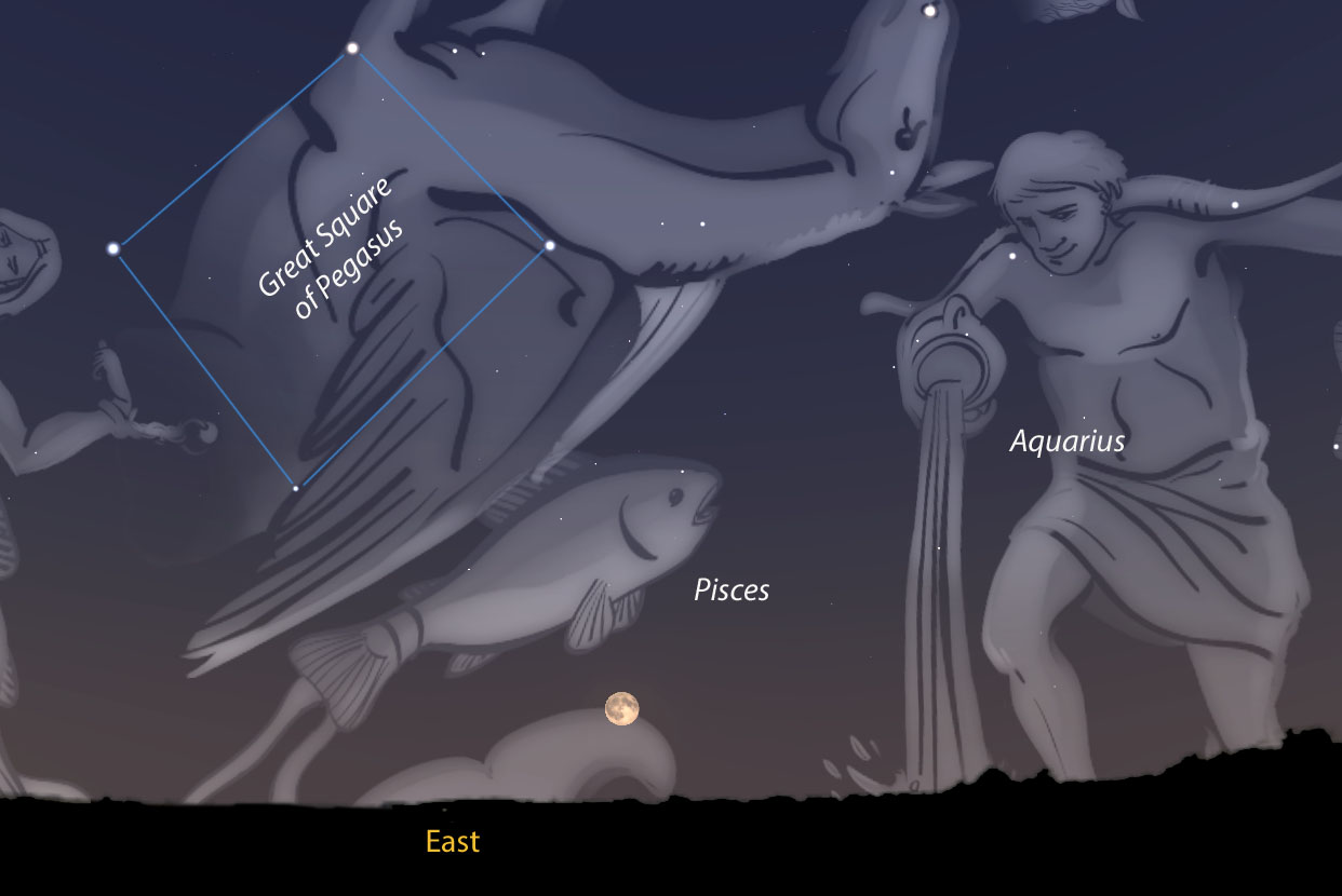 Friday night's Harvest Moon rises around sunset in the faint constellation Pisces the fish. Two fists above and left of the Moon, look for the four stars that outline the massive asterism of Pegasus the flying horse. Stellarium