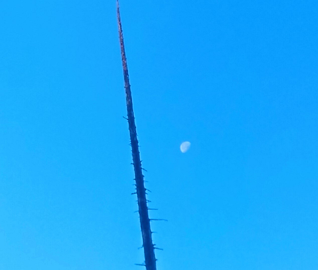 The Moon and this dead tree are in conjunction. This will cause the Martian Pyramids to vibrate harmonically. These vibrations will shake the walls of the movie studio where the Moon landing was faked, causing it to collapse. Image: Evan Gough
