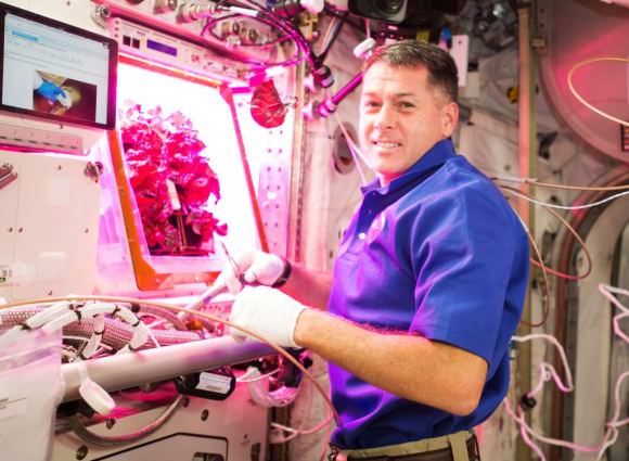 NASA astronaut Shane Kimbrough harvesting lettuce from 'VEGGIE' on the International Space Station. Image: NASA