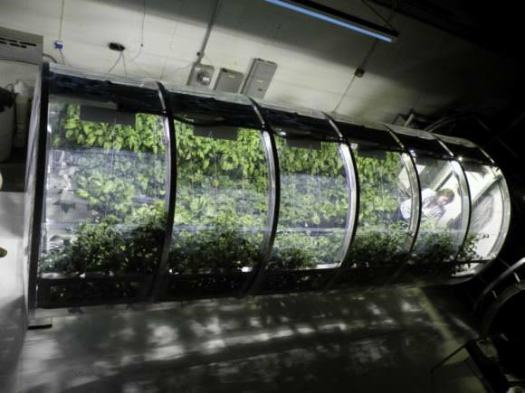 This 18 foot long tube is a prototype of a bioregenerative life support system. The system grows crops, but also regenerates water and air. It's at the University of Arizona's Controlled Environment Agriculture Center. Image: University of Arizona