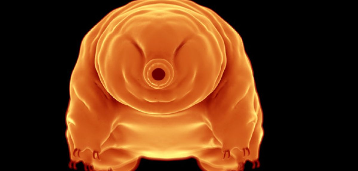 Long After Humanity Is Gone And The Sun Dies The Water Bears Will Be There Universe Today