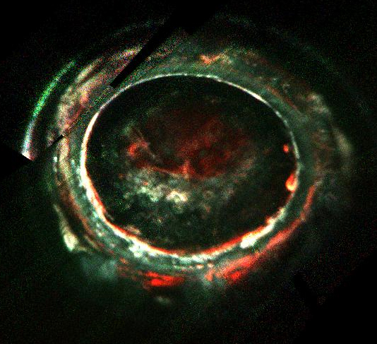 X-rays aren't the only type of aurora on Jupiter thought.  Here are some ultraviolet auroral images of Jupiter from the Juno Ultraviolet Spectrograph instrument. The images contain intensities from three spectral ranges, false-colored red, green and blue, providing qualitative information on precipitating electron energies (high, medium and low, respectively).