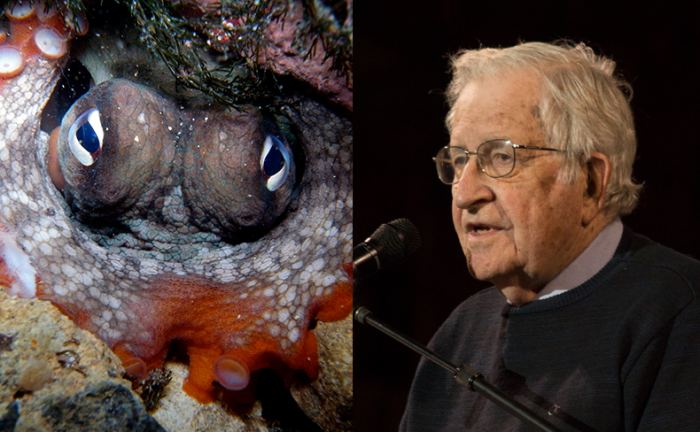 Chomsky (right), octopus (left), universal grammar