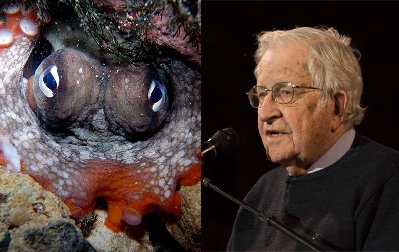 Chomsky (right), octopus (left), universal grammar