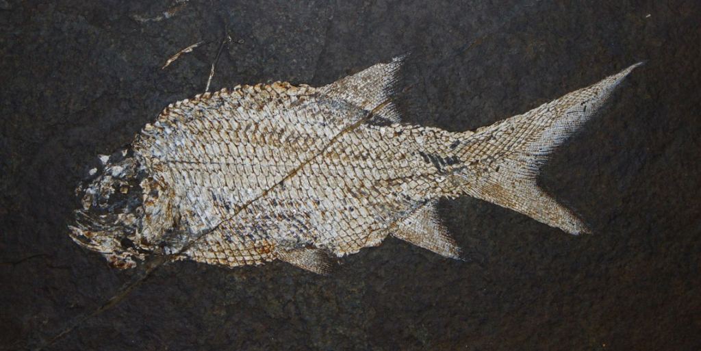 A fossil of a Paramblypterus, a species of fish that went extinct during the worst extinction at the end of the Permian. This fossil is on display at the State Museum of Natural History in Karlsruhe, Germany. Image Credit: H. Zell/Wikimedia