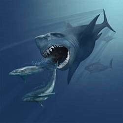 The Megalodon, a bus-sized shark and one of the largest predators to have ever lived. A shower of muons may have caused its extinction, along with other megafauna. Image Credit: Wikimedia Commons.