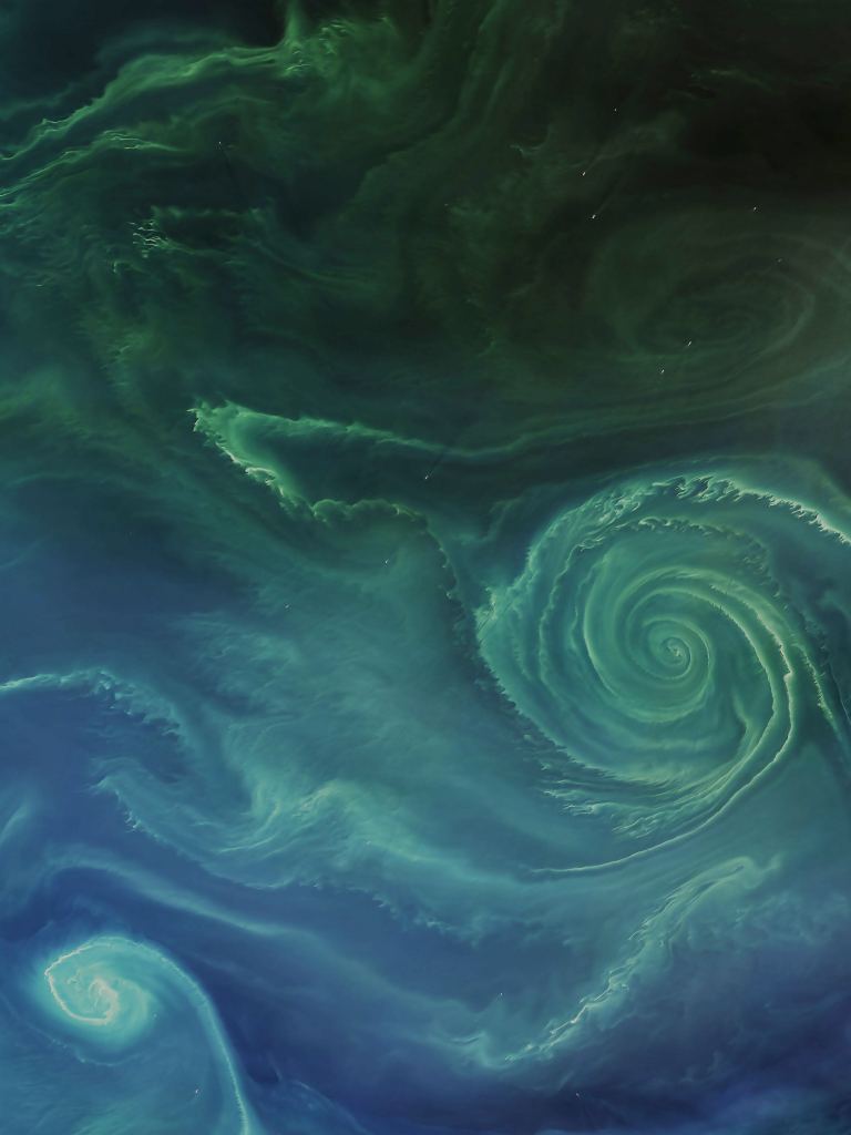 A phytoplankton bloom in the Baltic Sea near Finland. These blooms occur when ocean conditions are right. The ocean currents create the visible flow patterns. Image Credit: Landsat-8.