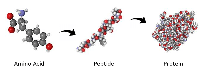 Seka, kurioje aminorūgštys ir peptidai susijungia ir sudaro organines ląsteles.  Kreditas: peptidesciences.com