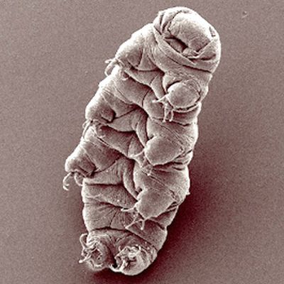 The Tardigrade. Earth's toughest creature. Image Credit: By Bob Goldstein and Vicky Madden, UNC Chapel Hill - http://tardigrades.bio.unc.edu/pictures/ >https://www.flickr.com/photos/waterbears/sets/72157607218607395/ >https://www.flickr.com/photos/waterbears/2851666759/in/album-72157607218607395/ (note permission below), CC BY-SA 3.0, https://commons.wikimedia.org/w/index.php?curid=4747599