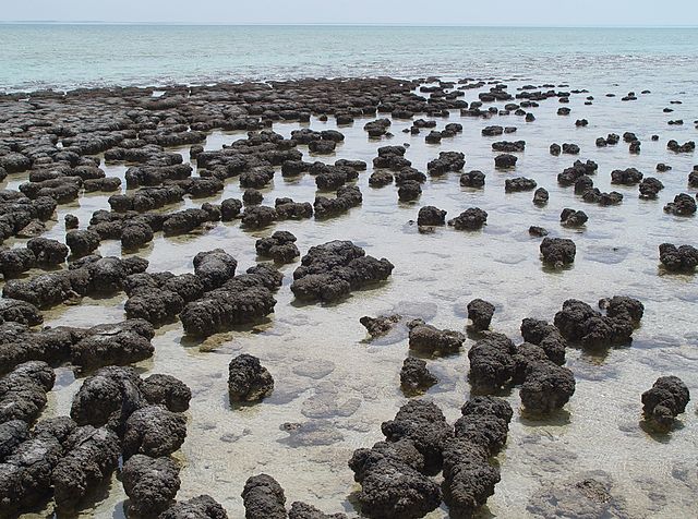 Stromatolites aren't only ancient. They're still being formed today. These ones are in Shark Bay, Australia. Image Credit: By Paul Harrison - Photograph taken by Paul Harrison (Reading, UK) using a Sony CyberShot DSC-H1 digital camera., CC BY-SA 3.0, https://commons.wikimedia.org/w/index.php?curid=714512