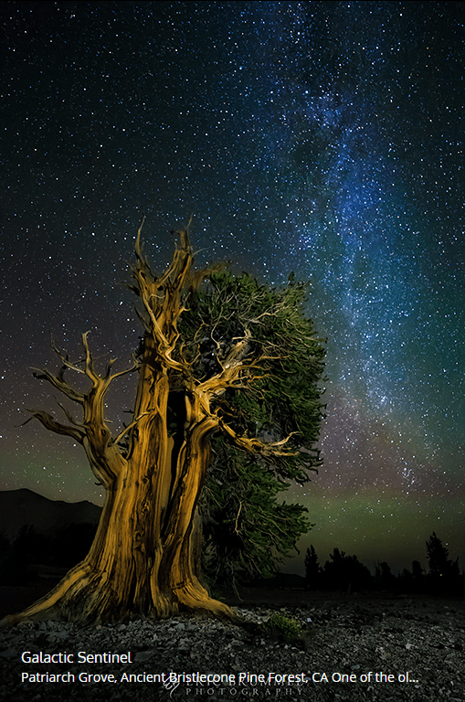 This is another of Eric Brummel's astrophotographs. It's called "Galactic Sentinel" and was taken in the Patriarch Grove in the Ancient Bristlecone Pine Forest in California. As Eric says in the description, "One of the oldest trees in the world alongside some of the oldest light in the world." Image Copyright Eric Brummel.