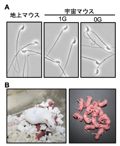  A is an image of sperm from male mice that spent 35 days in space. B are images of a mother mouse with babies, and on the right, just the babies. The sperm of male mice who spent 35 days in space was unharmed and produce healthy offspring when used in vitro. Image Credit: Matsamura et. al., 2019