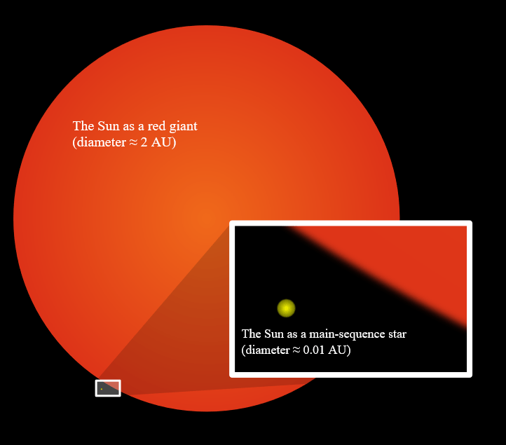 When a star becomes a red giant, it swells to an enormous size, even though it has lost mass. The lost mass means there's less gravity compressing the star. Image Credit: By Oona Räisänen (User:Mysid), User:Mrsanitazier. - Vectorized in Inkscape by Mysid on a JPEG by Mrsanitazier (en:Image:Sun Red Giant2.jpg)., CC BY-SA 3.0, https://commons.wikimedia.org/w/index.php?curid=2585107