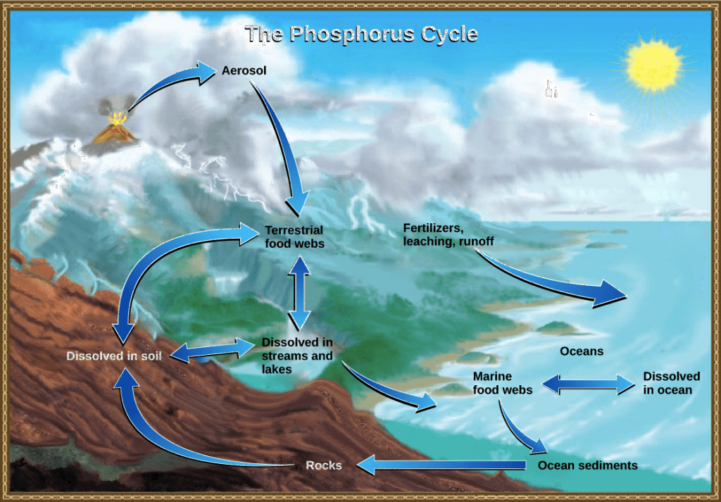 A simple graphic of the Earth's Phosphorus Cycle. Image Credit:  Biogeochemical cycles: Figure 5 by OpenStax College, Concepts of Biology, CC BY 4.0; modification of work by John M. Evans and Howard Perlman, USGS 