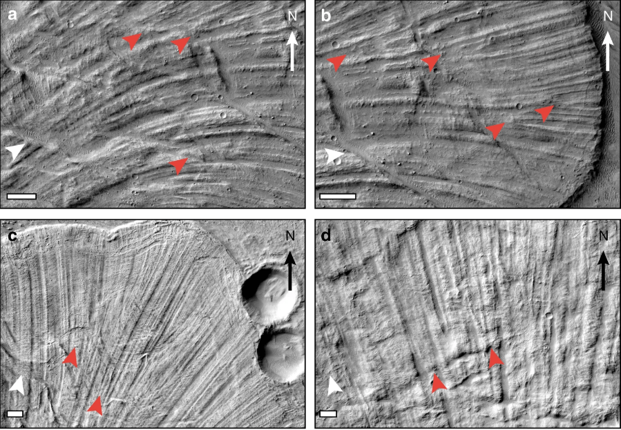 The ridge wavelength stays consistent. When ridges diverge from the spacing, new ones emerge to maintain the spacing, as shown by the red arrowheads. Image Credit: Magnarini et al, 2019.