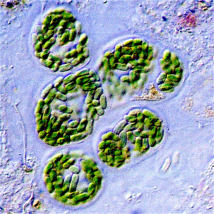 Cyanobacteria under a microscope. They are credited with fuelling the Great Oxygenation Event. Image Credit: NASA, http://microbes.arc.nasa.gov/images/content/gallery/lightms/publication/unicells.jpg, Public Domain, https://commons.wikimedia.org/w/index.php?curid=5084332