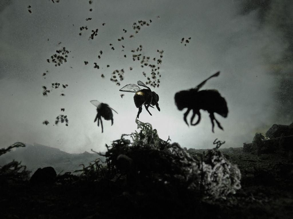 "Proto Bees" by Adam Makarenko. Copyright Adam Makarenko