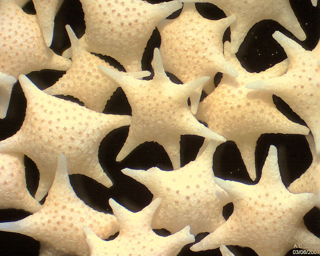 There are over 50,000 species of Foraminifera, including 10,000 which are still around today. This one is Foraminifera Baculogypsina sphaerulata of Hatoma Island, Japan. The field width of this image is 5.22 mm. Image Credit:  By Psammophile - Microphotographie personnelle; http://www.arenophile.fr/Pages_IMG/P2085f.html, CC BY-SA 3.0, https://commons.wikimedia.org/w/index.php?curid=20886070
