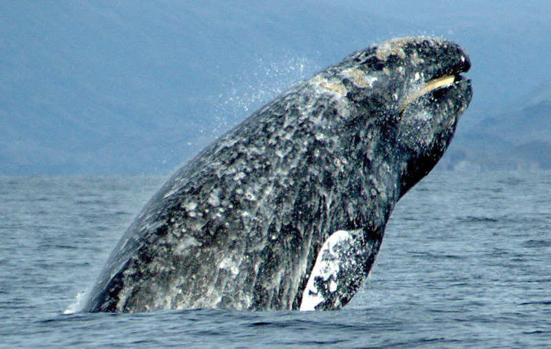 A gray whale breaching. By Merrill Gosho, NOAA - http://www.nmfs.noaa.gov/pr/species/mammals/cetaceans/graywhale.htm, Public Domain, https://commons.wikimedia.org/w/index.php?curid=37535701