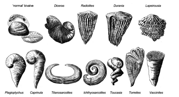 Rudist clams were a diverse family of mollusks. Top left is a modern, "normal" bivalve. The rest are various rudist clams. Image Credit: Diagram from Schumann & Steuber (1997; Kleine Senckenbergreihe 24: 117-122). 