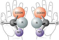  Many of life's most important molecules can exist in left- or right-handed configurations. They need to able to "shake hands" with each other in order to function. People shake hands right-to-right, or maybe left-to-right. It's not possible to shake right-to-left, or vice versa. Image Credit: ESA 
