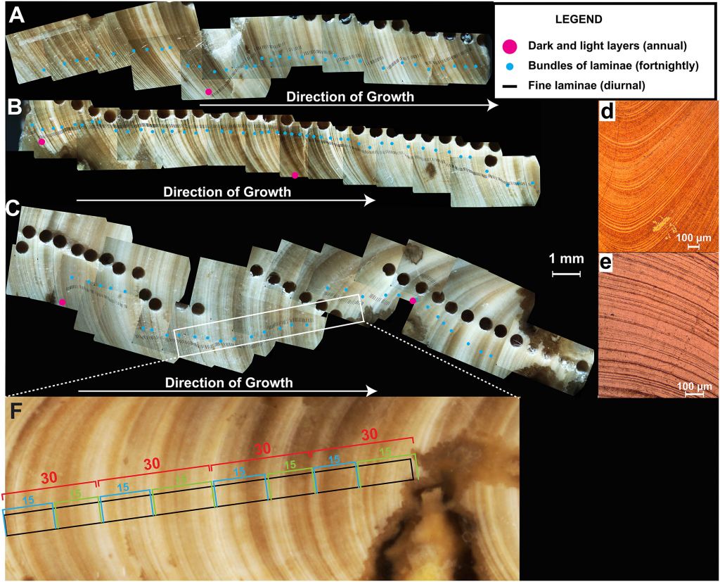 The growth rings in the ancient clam shells are called laminae. There are yearly rings, bi-weekly rings associated with tides, and diurnal, or daily rings. Sections shown in A, B, and C are shown in order of shell age, with the rightmost parts of A and B matching the leftmost parts of B and C, respectively (growth from left to right). Distances between red dots represent one year of growth (based on stable oxygen isotope records). Distances between green dots represent 0.6?mm?long bundles of laminae associated with the fortnightly tidal cycle. Individual fine daily laminae are indicated with black lines. Image Credit: de Winter et al, 2020.