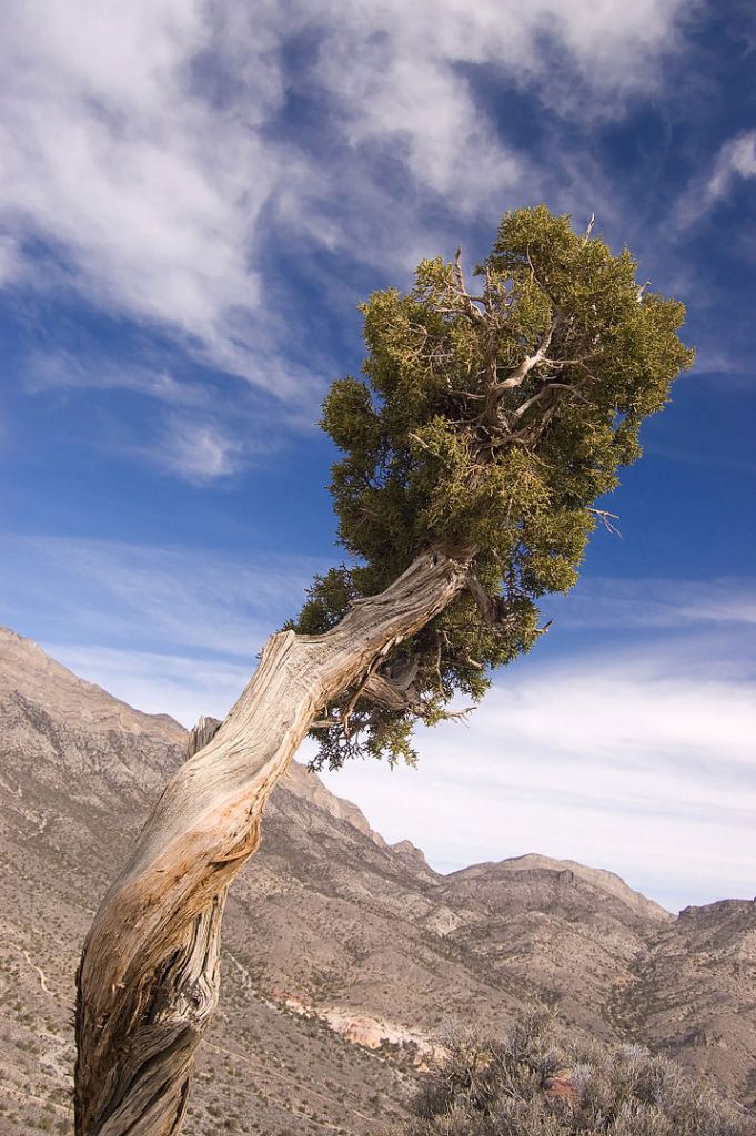 There are many types of juniper on Earth. This is Juniperus osteosperma. Image Credit: By Fcb981 - Own work, CC BY-SA 3.0, https://commons.wikimedia.org/w/index.php?curid=3667364