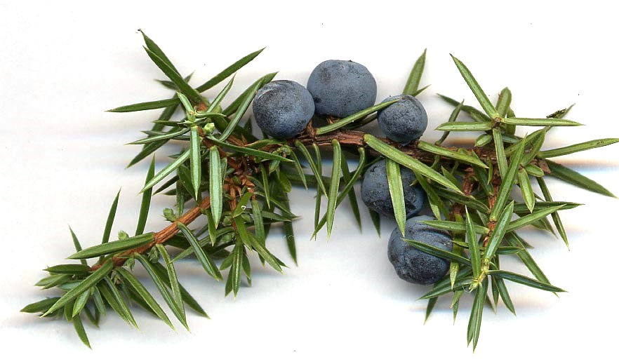 Juniper berries are used to flavor gin. Exo-juniper is used to flavor exo-gin. Image Credit: By MPF - Own work, CC BY 2.5, https://commons.wikimedia.org/w/index.php?curid=1023226