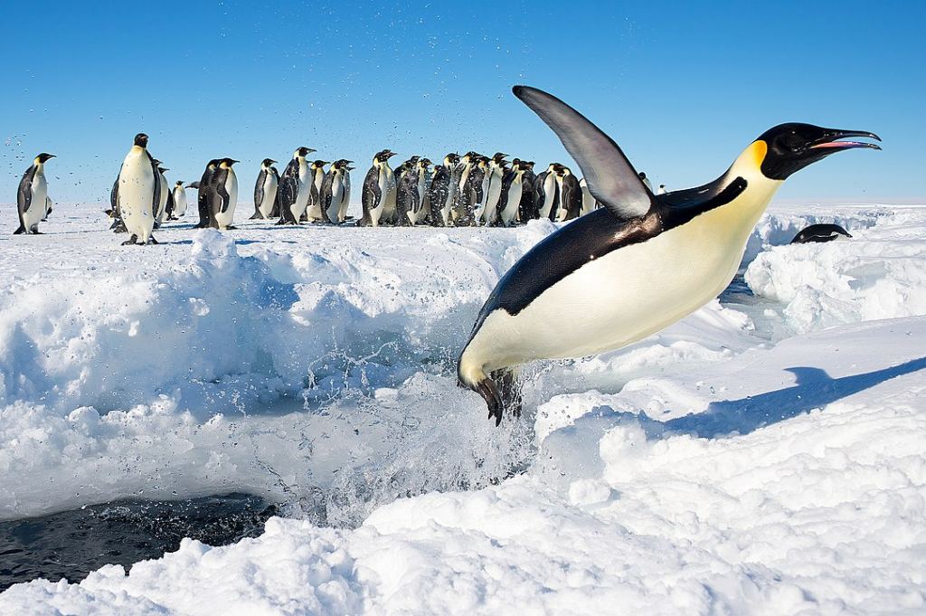 Penguins play an important role in Antarctic algae blooms. Their feces is rich in phosphorous and nitrogen, food for algae. 60% of alge blooms are found in proximity to penguin colonies. Here, a group of Emperor Penguins gather on the ice. Image Credit: By Christopher Michel - Antarctica, CC BY 2.0, https://commons.wikimedia.org/w/index.php?curid=30473524