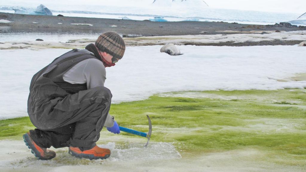 Dr. Matt Davey sampling snow algae at Lagoon Island, Antarctica. Image Credit: Sarah Vincent