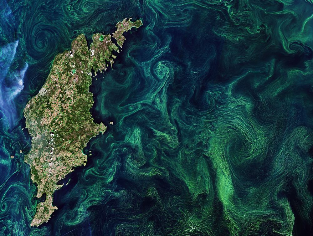 An algae bloom in the Baltic Sea. An algae bloom is the rapid multiplying of phytoplankton. In these events, the ocean is coloured green by chlorphyll, making these blooms easily detected by satellite. Image Credit: contains modified Copernicus Sentinel data (2019), processed by ESA, CC BY-SA 3.0 IGO 