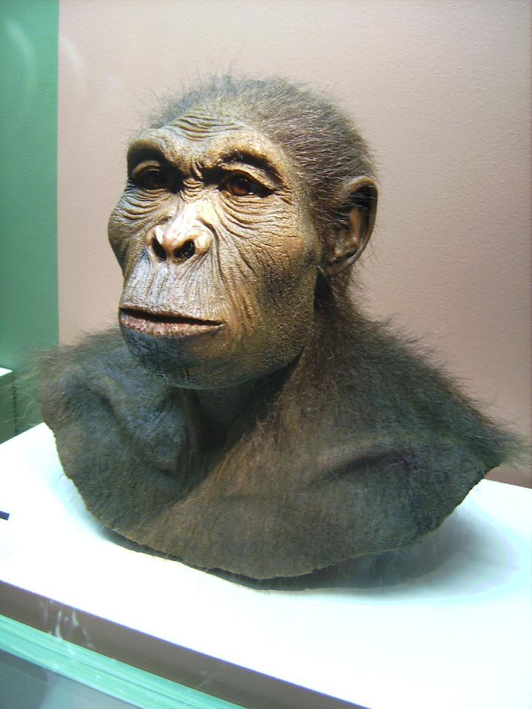 A scientific reconstruction of Homo Habilis, our ancient ancestor. Would they have noticed the glowing Magellanic Stream? Image Credit: By Reconstruction by W. Schnaubelt & N. Kieser (Atelier WILD LIFE ART)Photographed by User:Lillyundfreya - Photographed at Westfälisches Museum für Archäologie, Herne, CC BY-SA 3.0, https://commons.wikimedia.org/w/index.php?curid=1843470