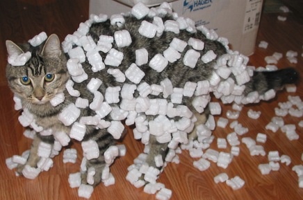 Picture of a cat covered in styrofoam peanuts that are electrically attracted to its fur.