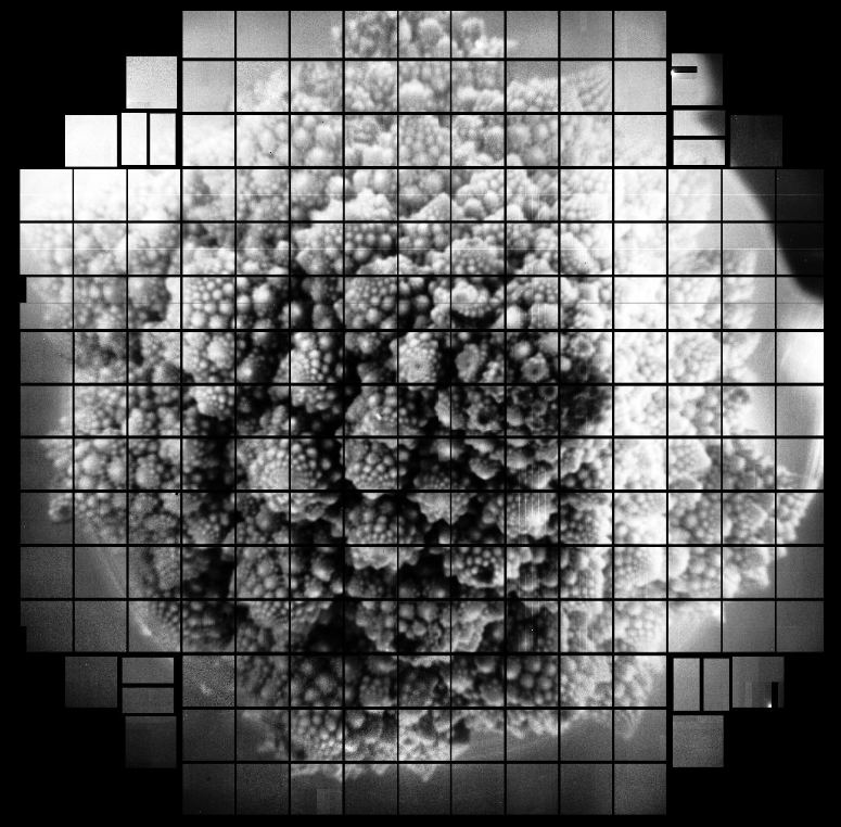 A test image from the imaging sensors on the Vera Rubin Observatory. Since the sensors are not integrated with the lenses yet, the team used a pinhole to capture this image of Romanesco broccoli. Image Credit: LSST Organization.