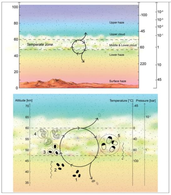 This figure is from a 2020 paper by some of the same authors of the newly-published paper. It shows a proposed lifecycle for Venusian aerial microbial life.  (1) Desiccated spores (black blobs) persist in the lower haze. (2) Updraft of spores transports them up to the habitable layer. (3) Spores act as CCN, and once surrounded by liquid (with necessary chemicals dissolved) germinate and become metabolically active. (4) Metabolically active microbes (dashed blobs) grow and divide within liquid droplets (solid circles). The liquid droplets grow by coagulation. (5) The droplets reach a size large enough to gravitationally settle down out of the atmosphere; higher temperatures and droplet evaporation trigger cell division and sporulation. The spores are small enough to withstand further downward sedimentation, remaining suspended in the lower haze layer “depot.” Image Credit: Seager et al, 2020.