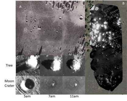 This figure from the study shows A: the crater field used for Apollo astronaut training as seen in 1967. B: An example of UAV flyover measuring NDVI at 5 am in 2018 with a current Google Earth image as a background image. C: Closeups of both a tree and a crater in NIR at different times of the day. The key finding is that while the crater produces a shadow at 5 am only, the tree produces a shadow throughout the day. Image Credit: Doughty et al, 2020.