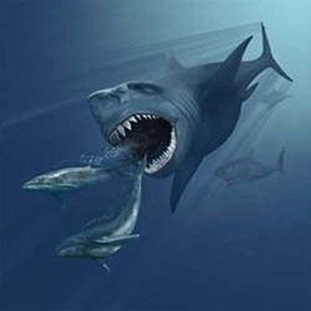 The Megalodon, a bus-sized shark and one of the largest predators to have ever lived. supernova explosion may have caused its extinction, along with other megafauna, during the Pliocence marine megafauna extinction. Image Credit: By Karen Carr - http://www.karencarr.com/tmpl1.php?CID=196, CC BY 3.0, https://commons.wikimedia.org/w/index.php?curid=10308333