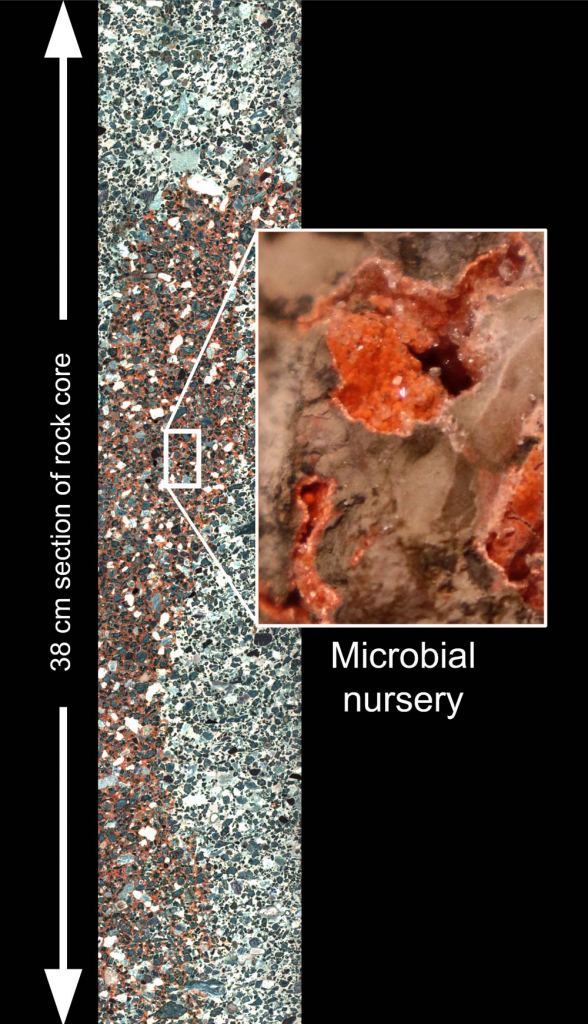 Section of the Chicxulub core with the hydrothermal minerals dachiardite (bright orange) and analcime (colourless and transparent). The minerals partially fill cavities in the rock that were niches for microbial ecosystems. Image Credit: David A. Kring of the USRA's Lunar and Planetary Institute.