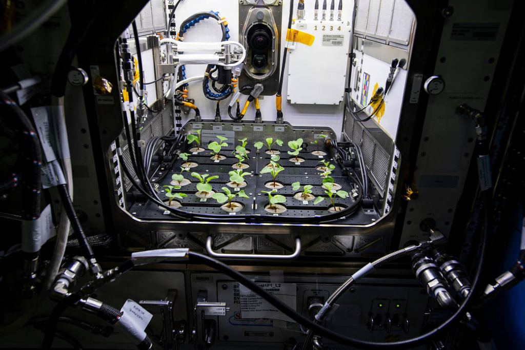 Image of the radishes in situ on the ISS during their growing cycle.