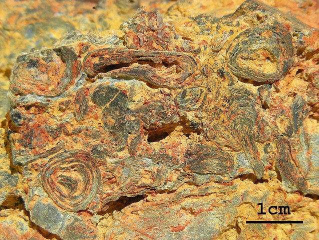 These are fossilized stromatolites from Earth's ancient history. They're called Paleoproterozoic oncoids and they can be as small as only a few millimetres. Will Perseverance find something like this? Image Credit: By Benoit Potin - Own work, CC BY-SA 4.0, https://commons.wikimedia.org/w/index.php?curid=94327711
